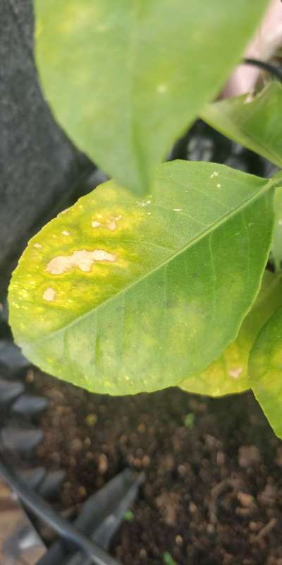 Can Anyone Explain What Kind Of Deficiency Or Infection On This Orange 