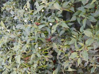 What is the problem in our mirchi crop? | Community | Plantix