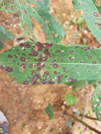 Which Disease Are Occure On Okra Crop Community Plantix