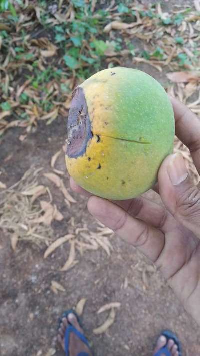 Mango Fruits Falling With Infection Pls Suggest Medicine 
