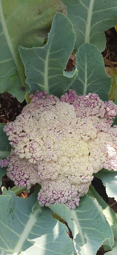 What Happened Please Suggest Solution Cauliflower Community Plantix   20316263 3c8b 4fff Ac2f 9edb00d45e6c