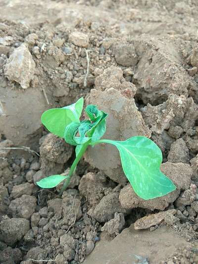 jalapeno seedlings