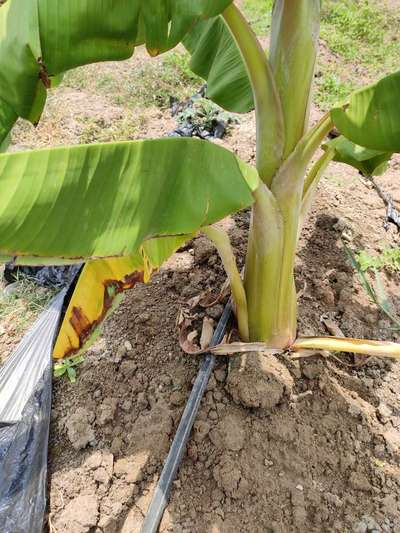 Fertilizer application for banana | Community | Plantix