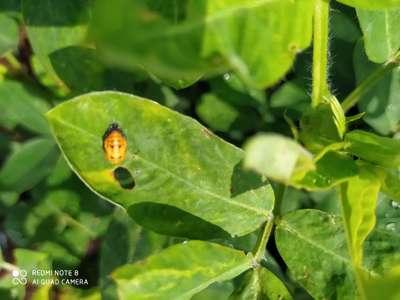 Ladybird groundnut