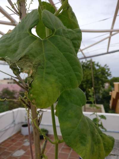 This Is My Snake Gourd Plant Leaf. The Leaf Became Brittle, Dried Up 