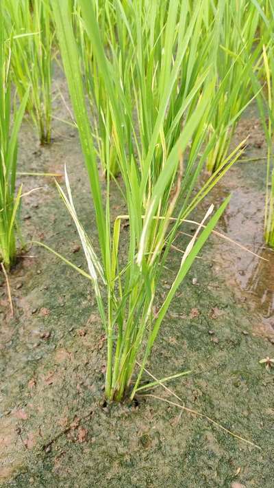 How to treat nitrogen deficiency..?? | Community | Plantix