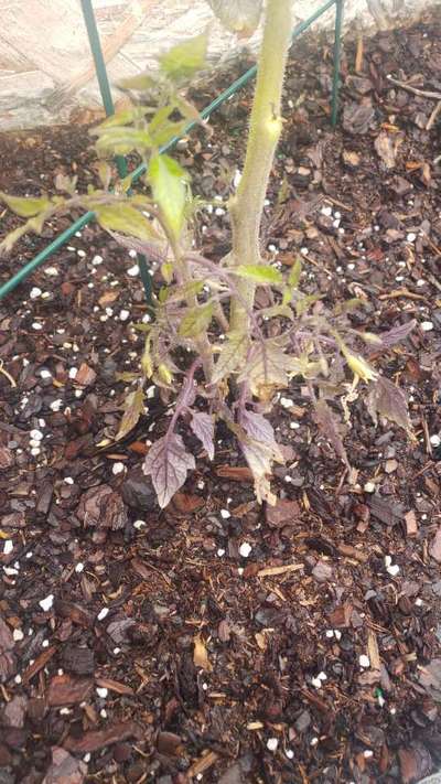 Why Are My Tomato Leaves Turning Purple Community Plantix