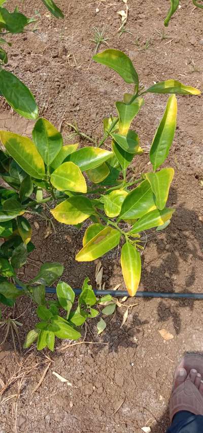 17 months plant.. aakulu Ila avuthunnayi .. solution cheppandi Sir ...