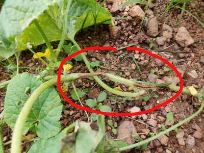 Please help me to over this problem with cucumber | Community | Plantix