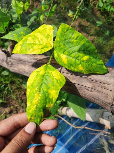 This is beans plant which is becoming yellow | Community | Plantix