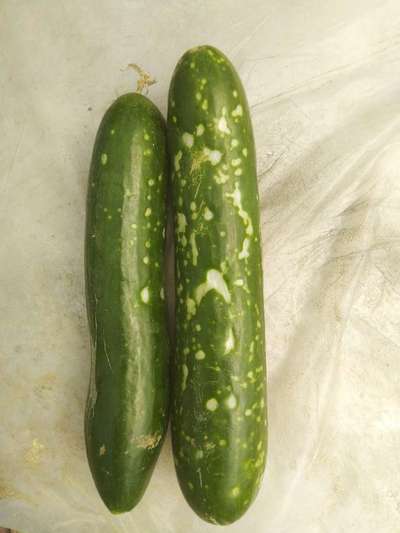 What kind of problem this cucumber is pointing to? | Community | Plantix