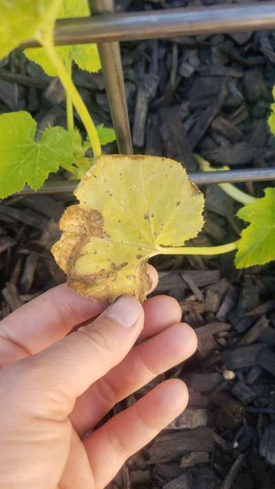 Zucchini Leaves Not Healthy Community Plantix