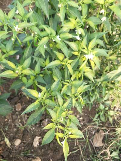 This my chilli farm in flowering stage and I noticed this yellow leves ...