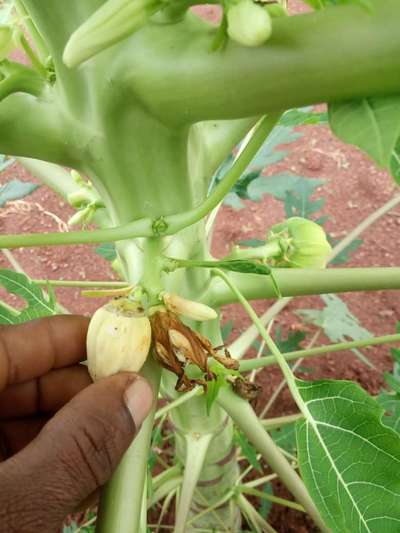 Flowering Diseases In Papaya | Community | Plantix