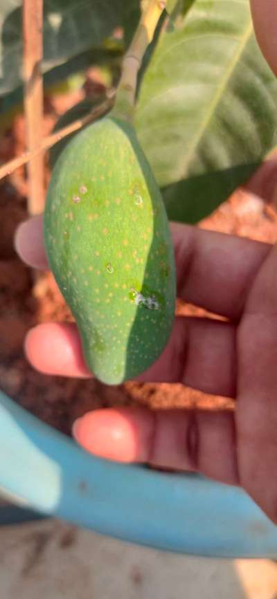 White and black spots on mango | Community | Plantix