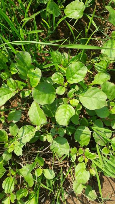 Weed in paddy seedbed | Community | Plantix