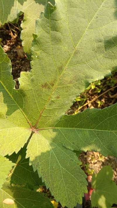 Tiny Black Spots On Leaves Of Okra Community Plantix
