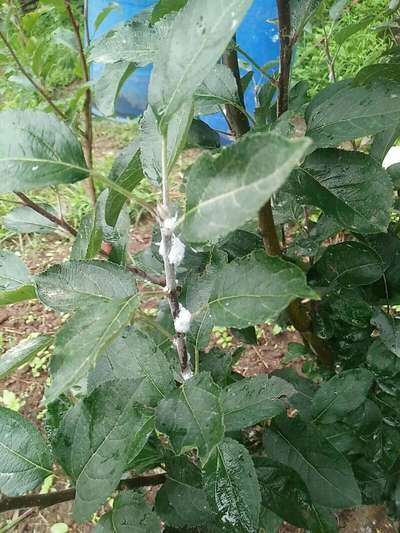 Wooly aphid on apple tree | Community | Plantix