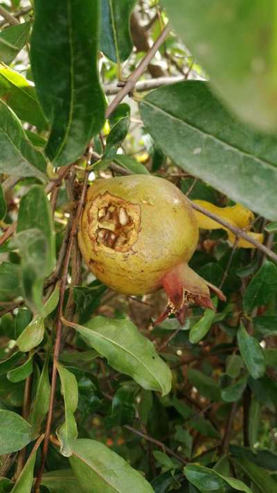 There Is An Attack Of A Insect On My Fruits. Please Tell Me Solution 