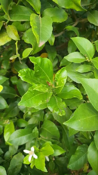 My Lemon Tree Has These Bubbles On The Leaves The Fruit Is Very Thick Skinned Probably The Type And The Lemons Does Not Grow Very Big My Question Is What Is The Treatment