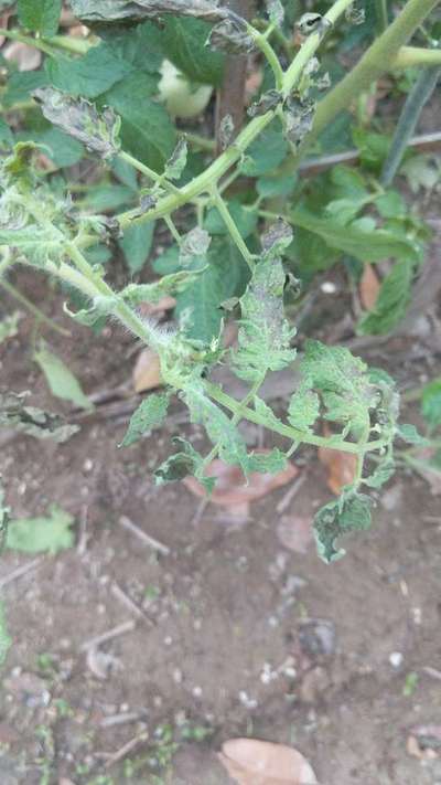 Tomato Plant Fruit Is Fine Till Now Leaves Turning Black Leaves And Branches Drying Up And Weak Turning Yellow Organic Pesticides Used Weekly Community Plantix