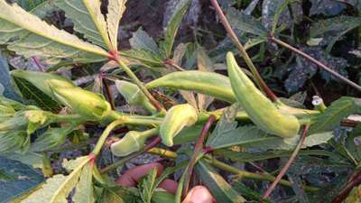 Why okra fruit like this Community Plantix