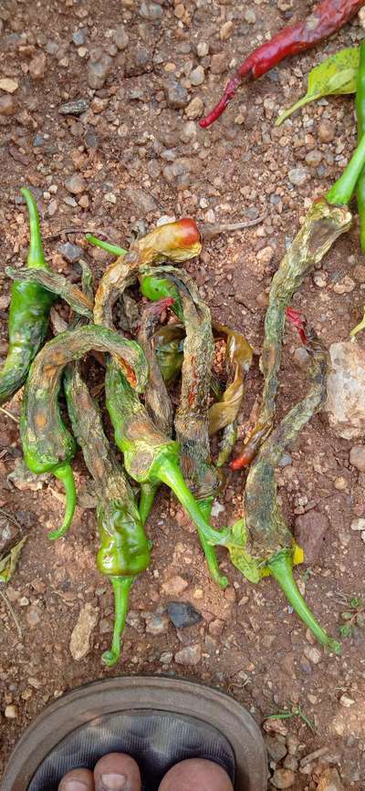 chilli-surface-damage-community-plantix