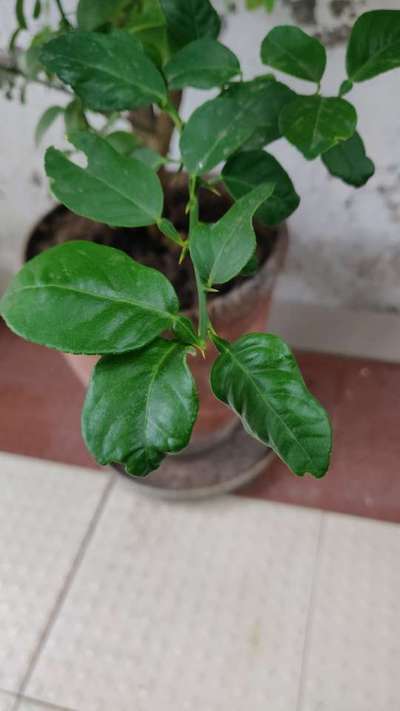 flowering-fruiting-not-occurs-in-this-lemon-plant-community-plantix