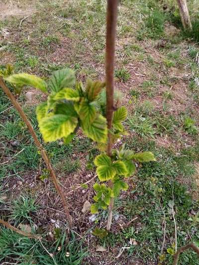 Nutritient deficiency? | Community | Plantix