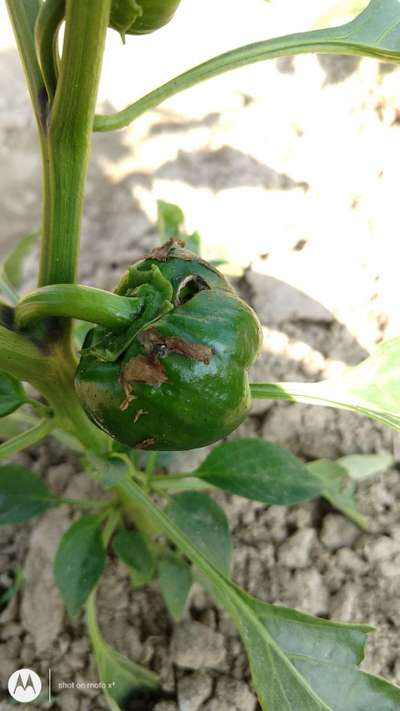 Capsicum Fruit Insect | Community | Plantix