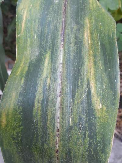 Disease with yellow coloured leaf? | Community | Plantix