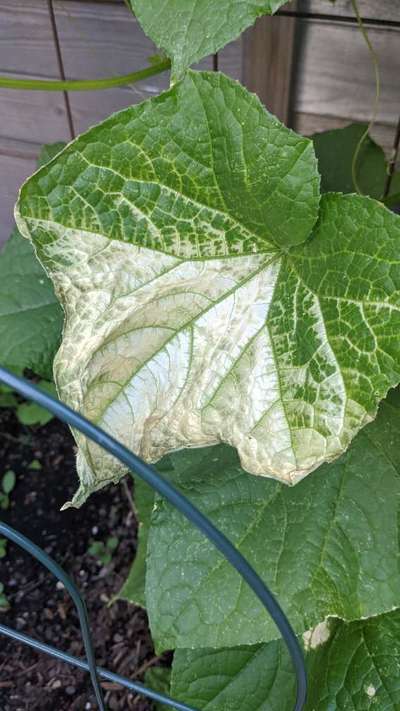 Why are my cucumber plant leaves are turning white? | Community | Plantix