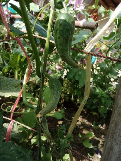 What is the problem in my cucmber? | Community | Plantix
