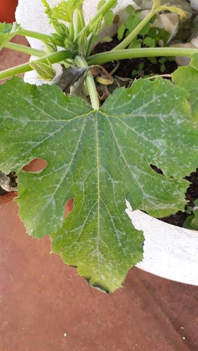 Zucchini Leaves Not Healthy Community Plantix