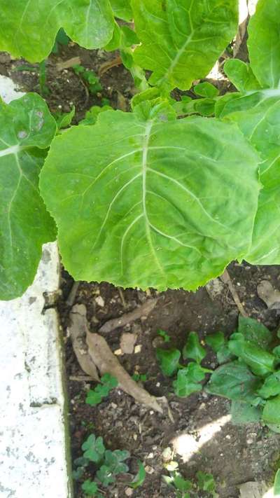 O que devo fazer para tratar o pé de couve. | Comunidade | Plantix