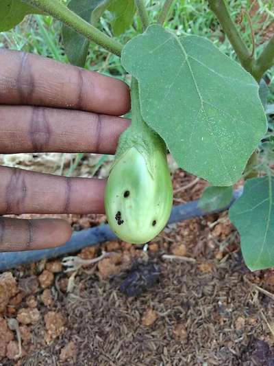 Holes in brinjal,leaves corners are draying, to cure this for 50 liter ...