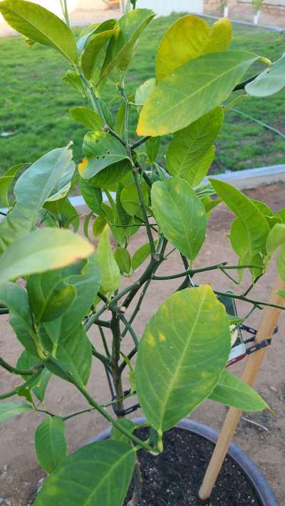 Whats Wrong With My Meyer Lemon Tree Community Plantix