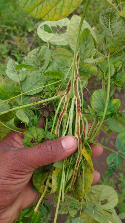 It's a damage cause by Girdal beetle, bt soybean reaches at the ...