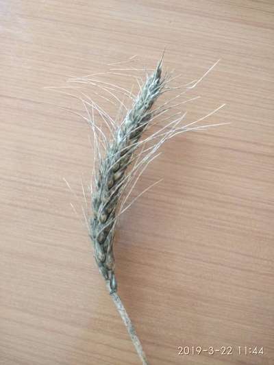 Identify this symptom | Community | Plantix