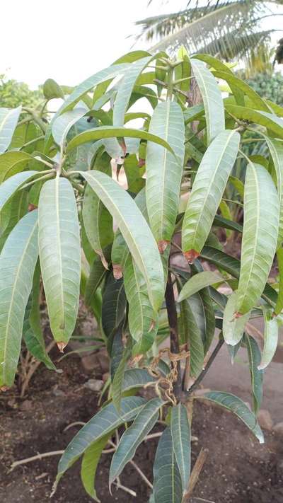 Which disease on the mango... Near side leaf like wilt... | Community ...