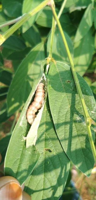What is this insect name and how does we control it | Community | Plantix