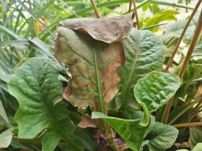 Disease on gerbera plant | Community | Plantix
