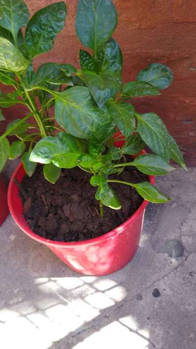 Bolitas rojas en mi planta... | Comunidad | Plantix