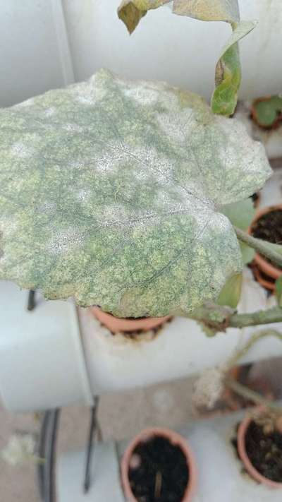 What Should I Precaution For This Spider Mites Community Plantix