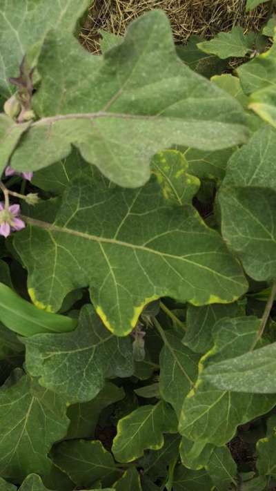 Eggplant What Is This Desease Community Plantix