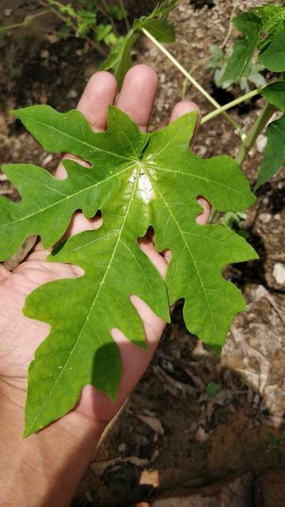 White spots on papaya plants . | Community | Plantix