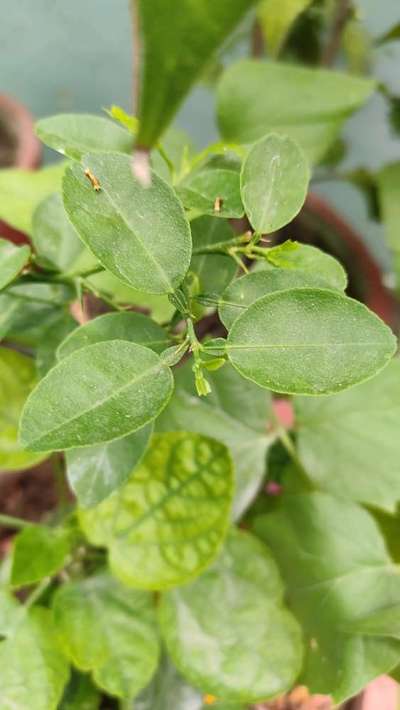 What Is The Thing On The Leaf Of The Lemon Plant And How To Get Rid Of Them Or Treat The Plant 