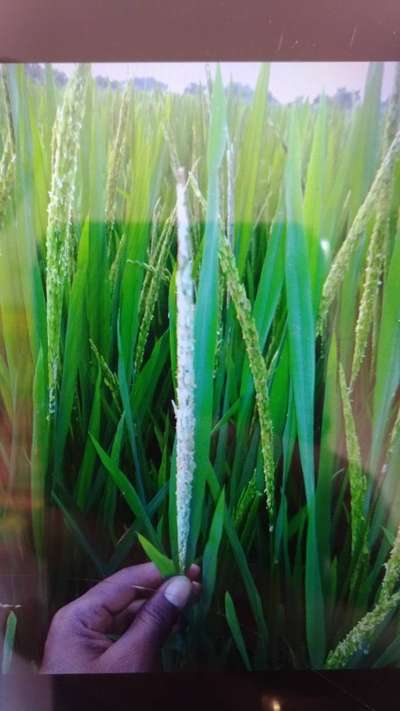 Can you give me remedies and the reason how it is caused ? | Community ...