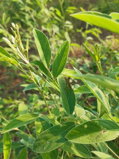 Which insects is this what are the measures to prevent it | Community ...