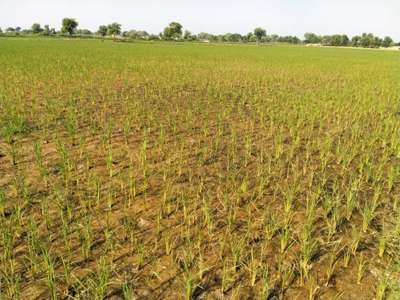 kindly tell me why there is yellowish discoloration of plants in ...